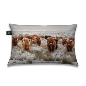Warmtekussen Kudde Schotse Hooglanders